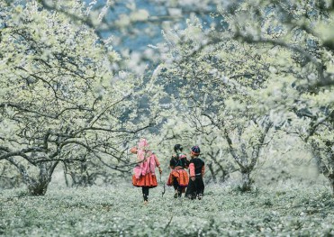 Tour Mộc Châu – Cầu Kính Bạch Long – Mai Châu 2 Ngày 1 Đêm (thứ 7 hàng tuần)