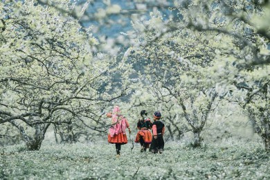 Tour Mộc Châu – Cầu Kính Bạch Long – Mai Châu 2 Ngày 1 Đêm (thứ 7 hàng tuần)